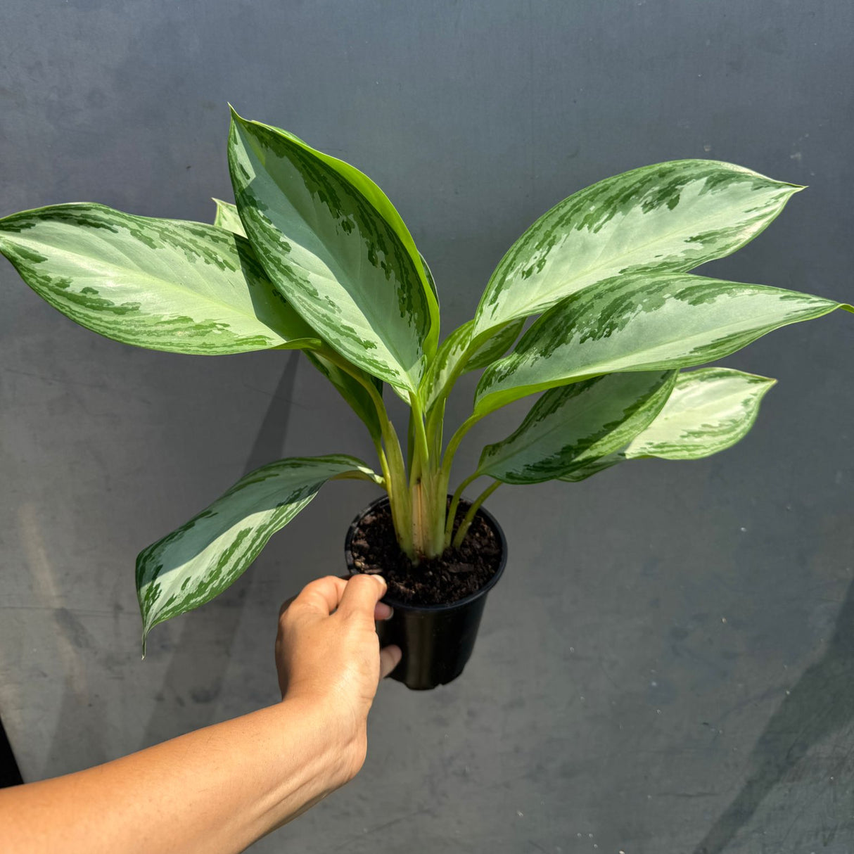Aglaonema Silver Bay in 4" Nursery Pot - Beautiful Variegated Silver Bay Houseplants - Chinese Evergreen Live Plant - Easy Plant Gift