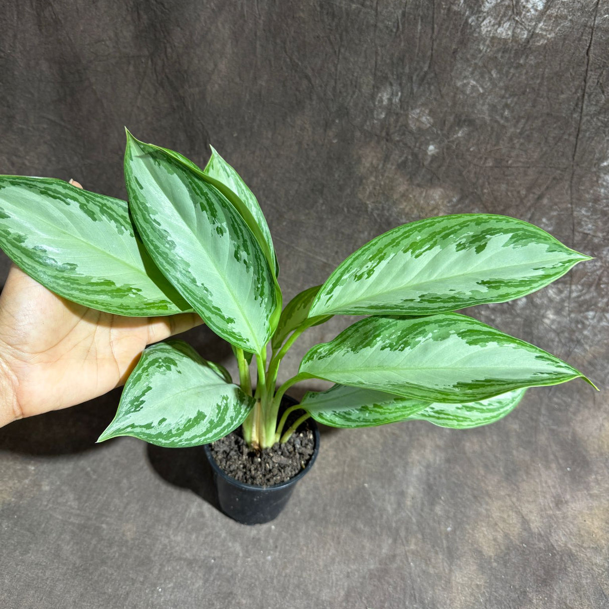 Aglaonema Silver Bay in 4" Nursery Pot - Beautiful Variegated Silver Bay Houseplants - Chinese Evergreen Live Plant - Easy Plant Gift