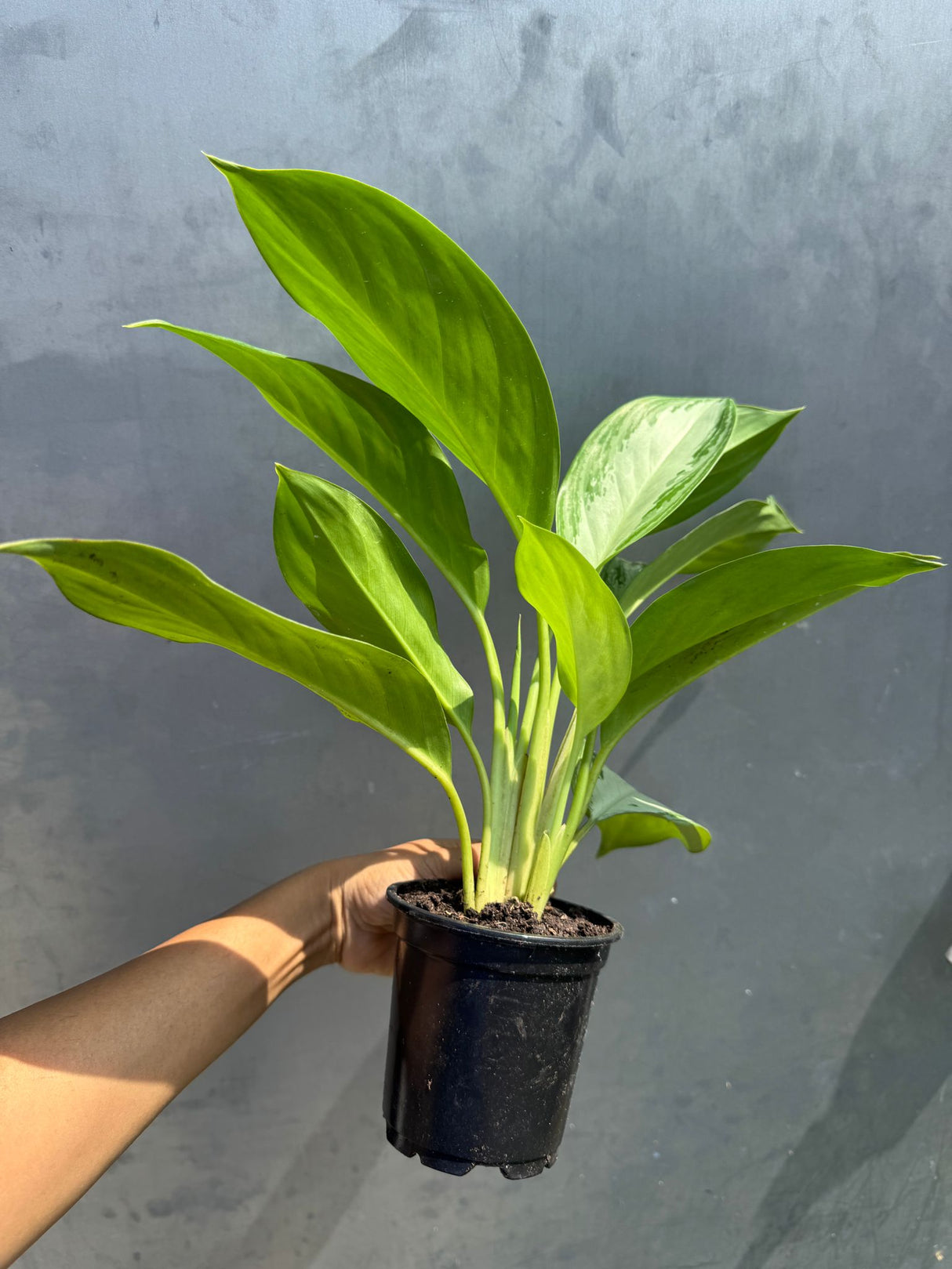 Aglaonema Silver Bay in 4" Nursery Pot - Beautiful Variegated Silver Bay Houseplants - Chinese Evergreen Live Plant - Easy Plant Gift