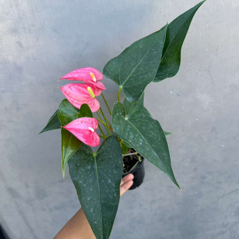 Pink Anthurium Live Plant in 4" Grow Pot – Anthurium andraeanum ‘Pink Princess’ – Indoor Flowering Houseplant – Air Purifying & Easy Care Blooming Plant