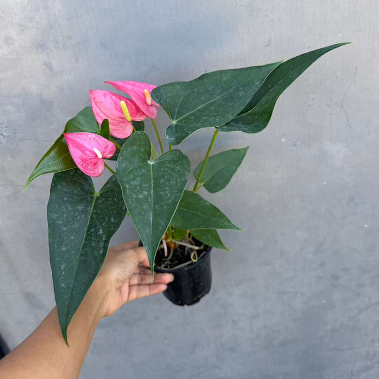 Pink Anthurium Live Plant in 4" Grow Pot – Anthurium andraeanum ‘Pink Princess’ – Indoor Flowering Houseplant – Air Purifying & Easy Care Blooming Plant