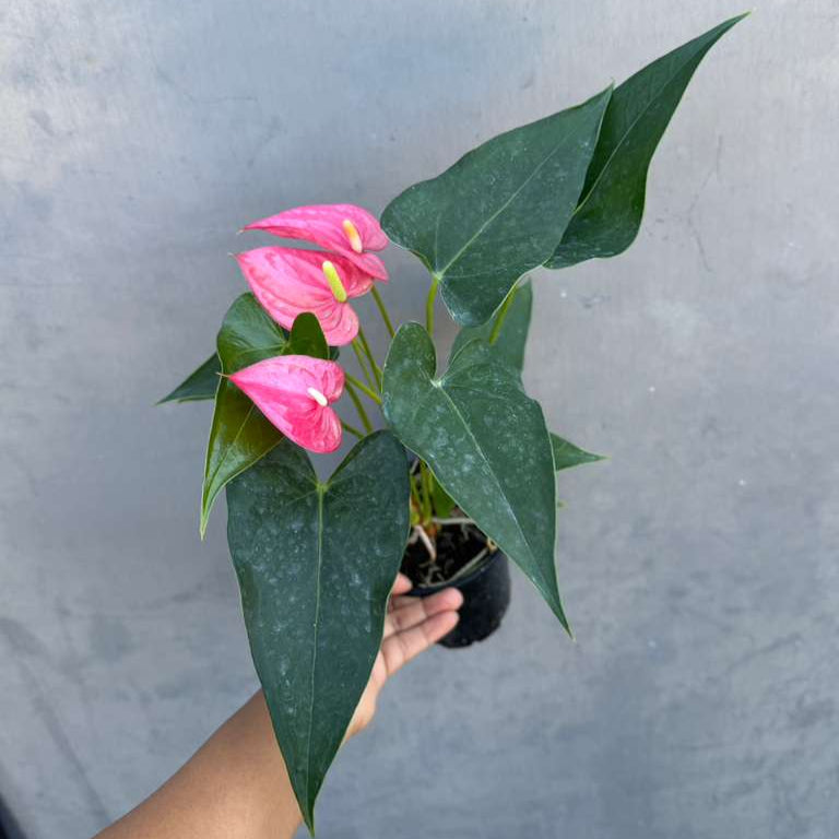 Pink Anthurium Live Plant in 4" Grow Pot – Anthurium andraeanum ‘Pink Princess’ – Indoor Flowering Houseplant – Air Purifying & Easy Care Blooming Plant