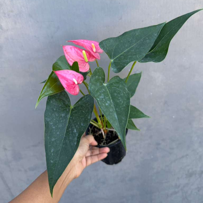 Pink Anthurium Live Plant in 4" Grow Pot – Anthurium andraeanum ‘Pink Princess’ – Indoor Flowering Houseplant – Air Purifying & Easy Care Blooming Plant