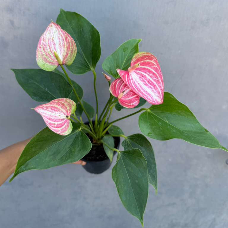 Anthurium Livium Live Plant in 4" Grow Pot – Anthurium andraeanum ‘Livium’ – Indoor Flowering Houseplant – Air Purifying & Easy Care Blooming Plant