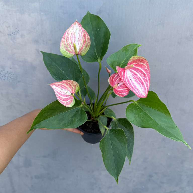 Anthurium Livium Live Plant in 4" Grow Pot – Anthurium andraeanum ‘Livium’ – Indoor Flowering Houseplant – Air Purifying & Easy Care Blooming Plant