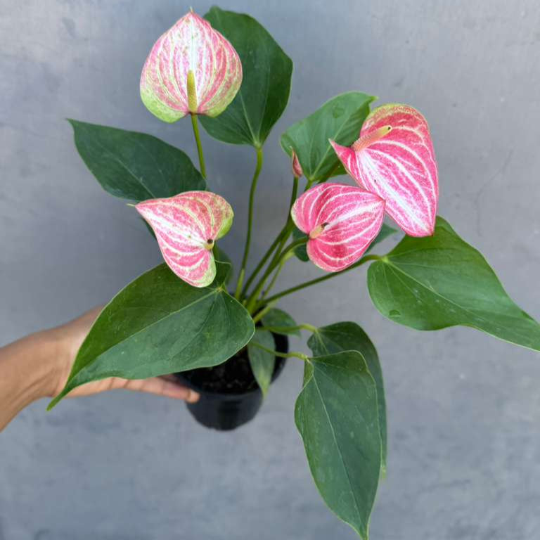 Anthurium Livium Live Plant in 4" Grow Pot – Anthurium andraeanum ‘Livium’ – Indoor Flowering Houseplant – Air Purifying & Easy Care Blooming Plant