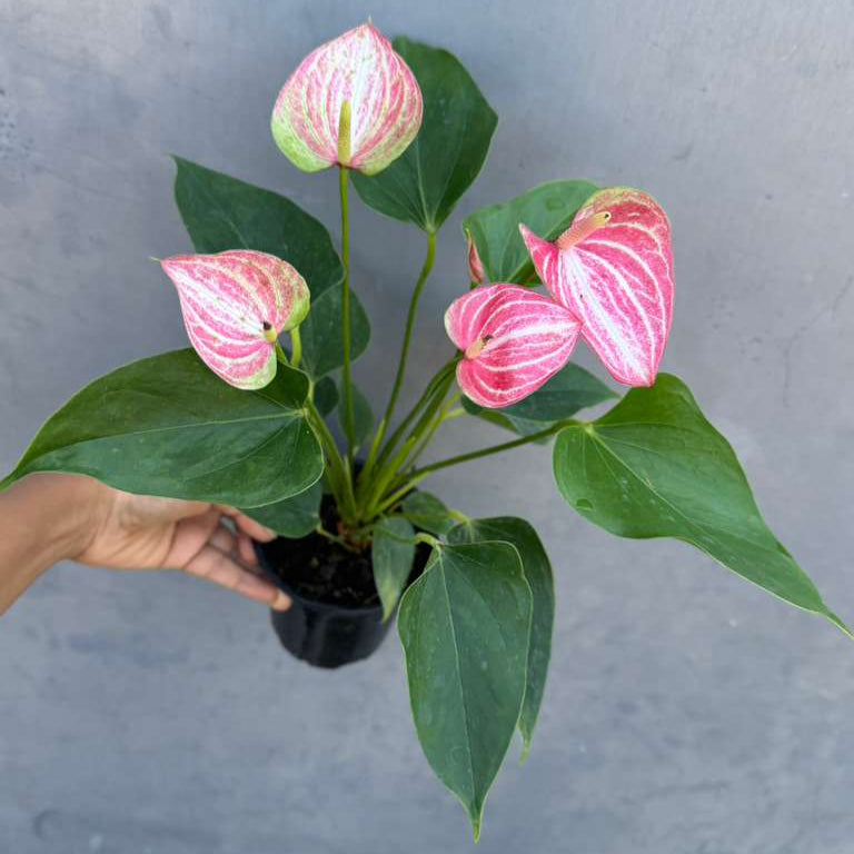 Anthurium Livium Live Plant in 4" Grow Pot – Anthurium andraeanum ‘Livium’ – Indoor Flowering Houseplant – Air Purifying & Easy Care Blooming Plant