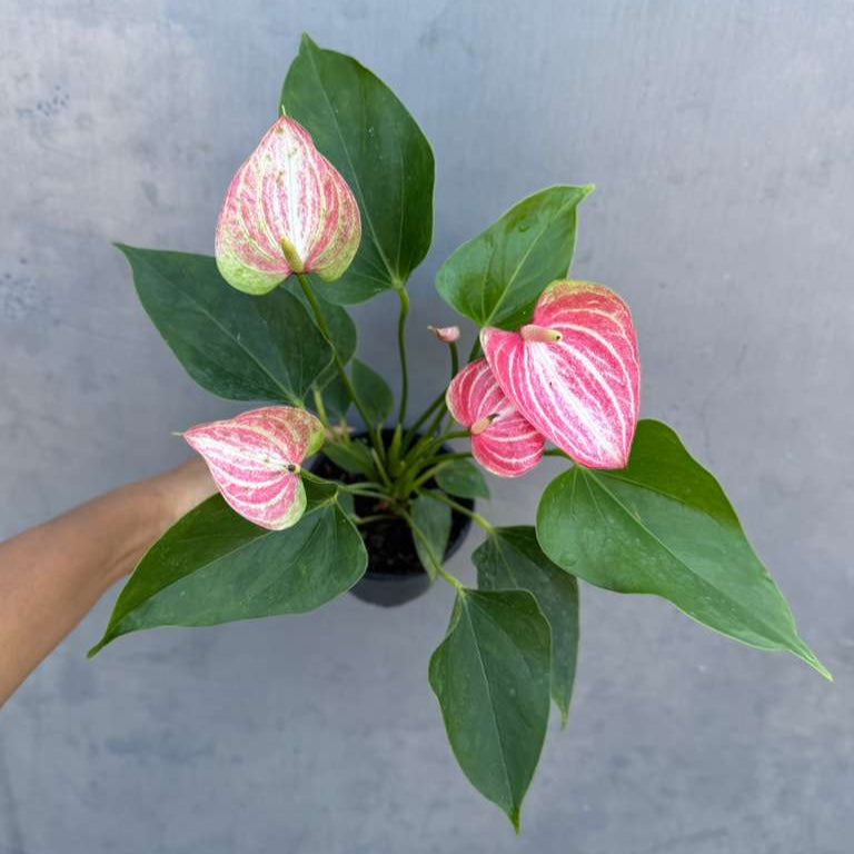 Anthurium Livium Live Plant in 4" Grow Pot – Anthurium andraeanum ‘Livium’ – Indoor Flowering Houseplant – Air Purifying & Easy Care Blooming Plant