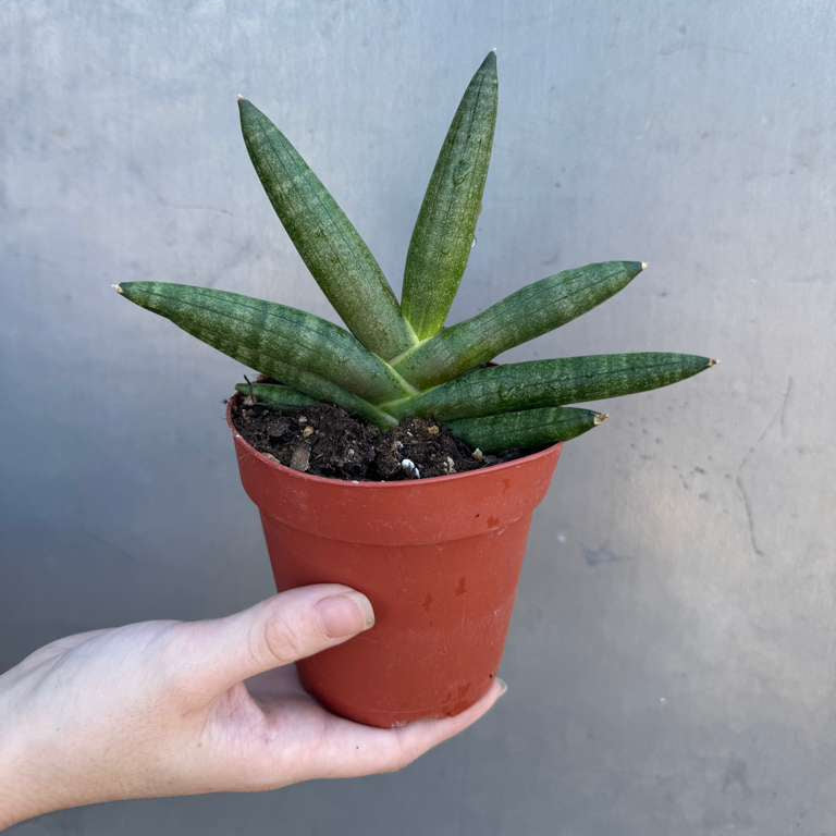 Sansevieria Cylindrica Boncel in 4" Grow Pot – Starfish Snake Plant – Live Easy Care Succulent – Air Purifying Indoor Plant – Low Maintenance Houseplant
