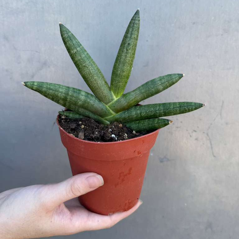 Sansevieria Cylindrica Boncel in 4" Grow Pot – Starfish Snake Plant – Live Easy Care Succulent – Air Purifying Indoor Plant – Low Maintenance Houseplant