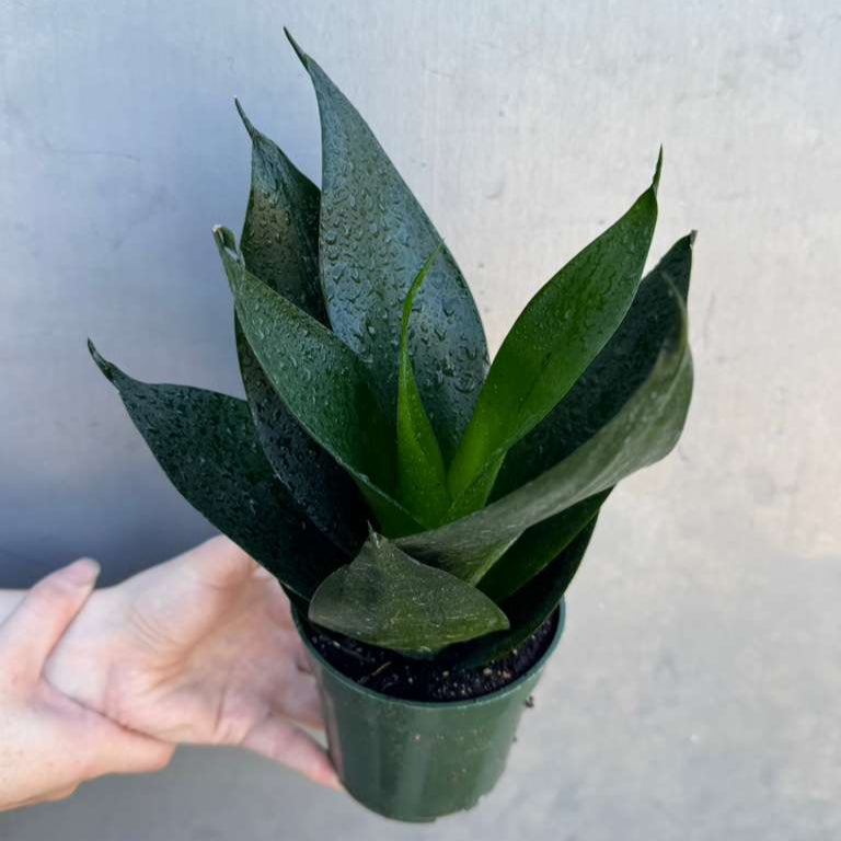 Rare Sansevieria 'Emerald Star' Snake Plant in 4” Pot - Indoor Air Purifier - Snake Plant Emerald Star - Live Houseplant - Office Gift