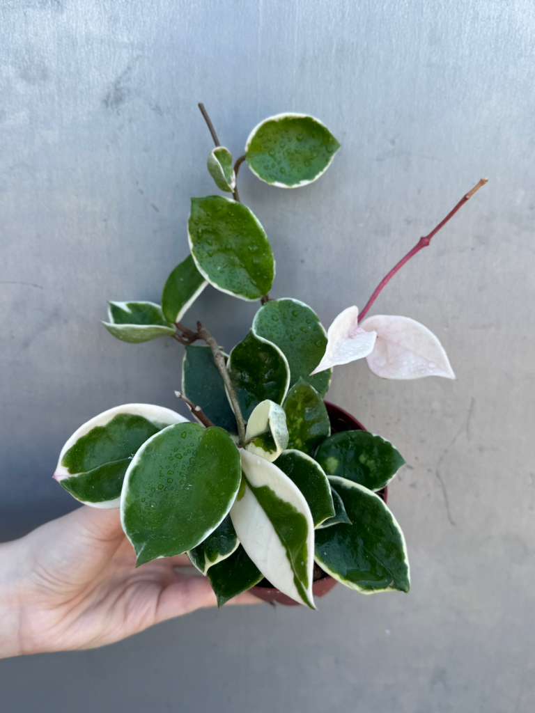 Hoya Carnosa ‘Krimson Queen' in 4" Grow Pot – Tricolor Variegated Hoya Plant – Easy Care Trailing Houseplant - Air Purifying Indoor Plant - Tropical Houseplant - Easy Care Plant