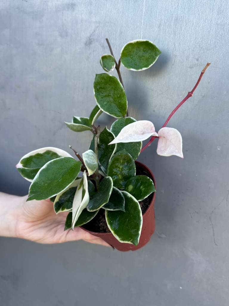 Hoya Carnosa ‘Krimson Queen' in 4" Grow Pot – Tricolor Variegated Hoya Plant – Easy Care Trailing Houseplant - Air Purifying Indoor Plant - Tropical Houseplant - Easy Care Plant