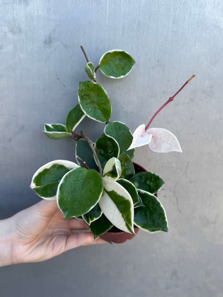 Hoya Carnosa ‘Krimson Queen' in 4" Grow Pot – Tricolor Variegated Hoya Plant – Easy Care Trailing Houseplant - Air Purifying Indoor Plant - Tropical Houseplant - Easy Care Plant