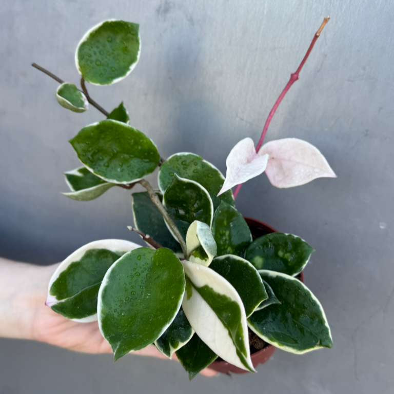 Hoya Carnosa ‘Krimson Queen' in 4" Grow Pot – Tricolor Variegated Hoya Plant – Easy Care Trailing Houseplant - Air Purifying Indoor Plant - Tropical Houseplant - Easy Care Plant