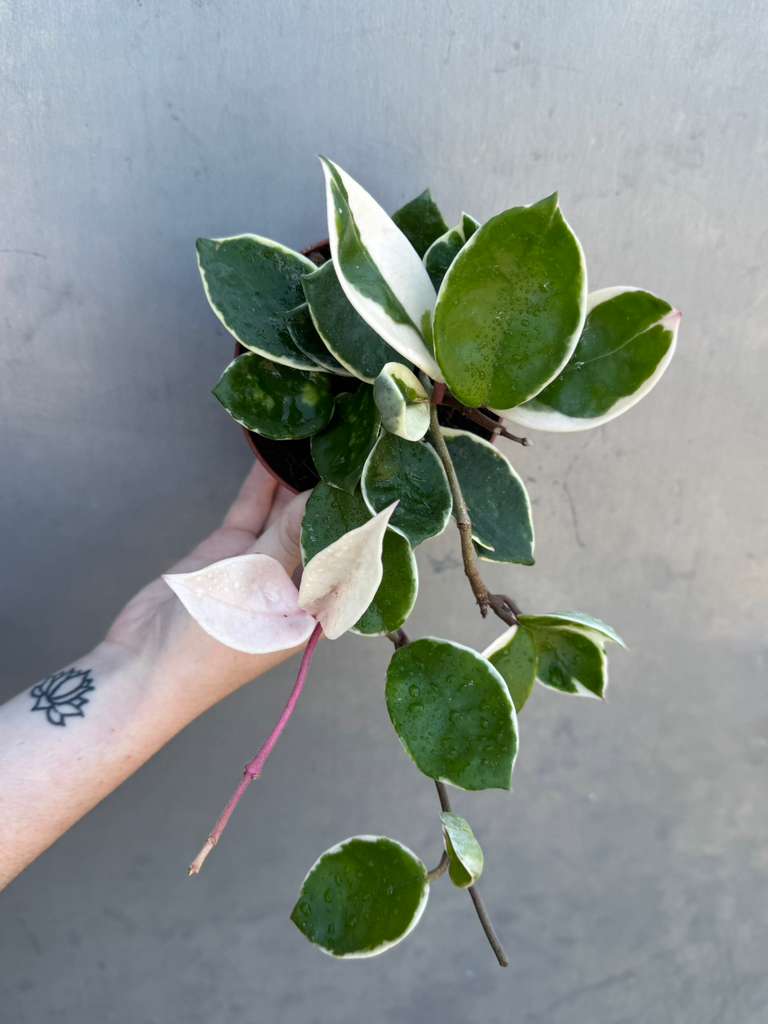 Hoya Carnosa ‘Krimson Queen' in 4" Grow Pot – Tricolor Variegated Hoya Plant – Easy Care Trailing Houseplant - Air Purifying Indoor Plant - Tropical Houseplant - Easy Care Plant
