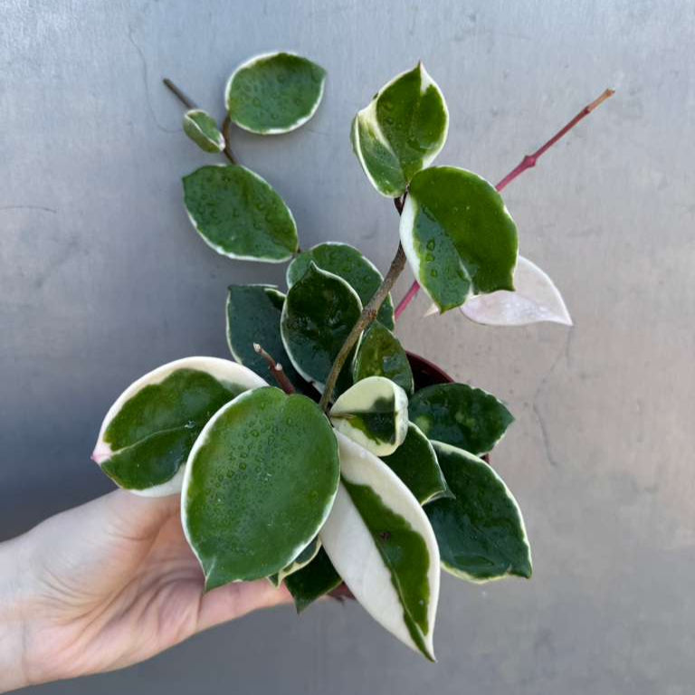 Hoya Carnosa ‘Krimson Queen' in 4" Grow Pot – Tricolor Variegated Hoya Plant – Easy Care Trailing Houseplant - Air Purifying Indoor Plant - Tropical Houseplant - Easy Care Plant