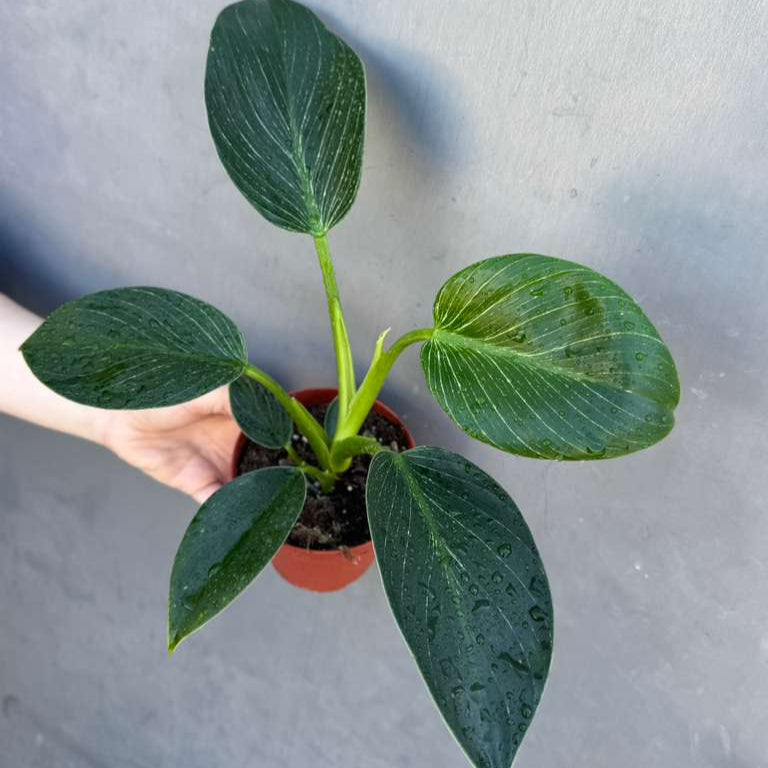 Variegated Philodendron Birkin Live Plant in 4" Grow Pot - Indoor & Outdoor Houseplant with White Stripes - Rooted Easy Care Plant - Air Purifying Houseplant