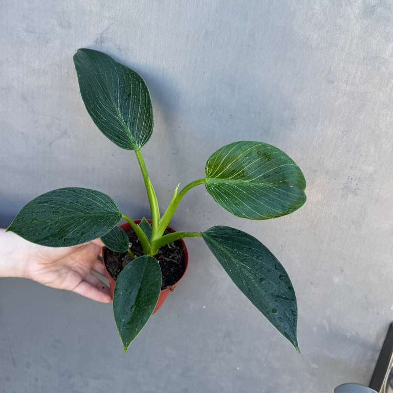 Variegated Philodendron Birkin Live Plant in 4" Grow Pot - Indoor & Outdoor Houseplant with White Stripes - Rooted Easy Care Plant - Air Purifying Houseplant