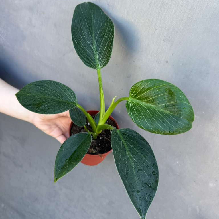 Variegated Philodendron Birkin Live Plant in 4" Grow Pot - Indoor & Outdoor Houseplant with White Stripes - Rooted Easy Care Plant - Air Purifying Houseplant