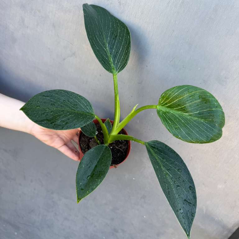 Variegated Philodendron Birkin Live Plant in 4" Grow Pot - Indoor & Outdoor Houseplant with White Stripes - Rooted Easy Care Plant - Air Purifying Houseplant