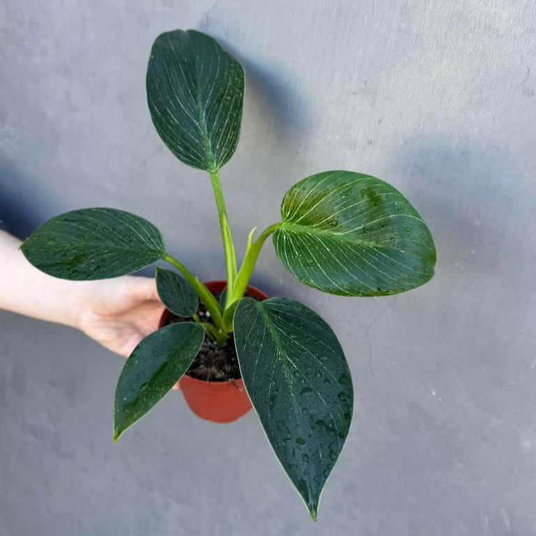Variegated Philodendron Birkin Live Plant in 4" Grow Pot - Indoor & Outdoor Houseplant with White Stripes - Rooted Easy Care Plant - Air Purifying Houseplant