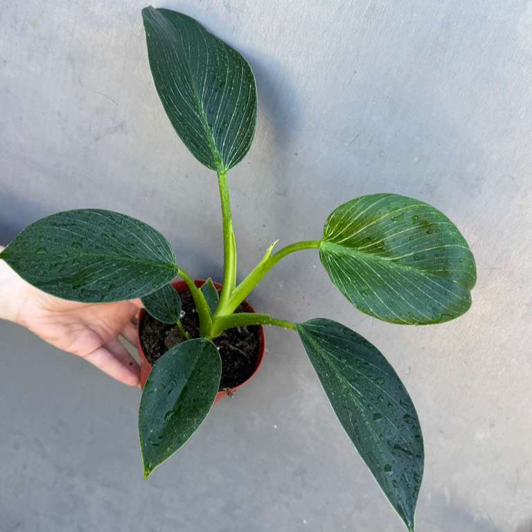 Variegated Philodendron Birkin Live Plant in 4" Grow Pot - Indoor & Outdoor Houseplant with White Stripes - Rooted Easy Care Plant - Air Purifying Houseplant