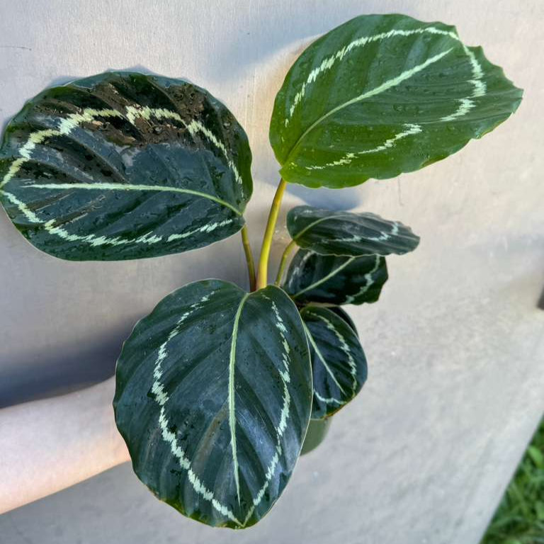 Calathea Green Lipstick in 4" Grow Pot – Live Air Purifying Houseplant – Easy Care & Low Maintenance Indoor Plant – Decorative Foliage Houseplant