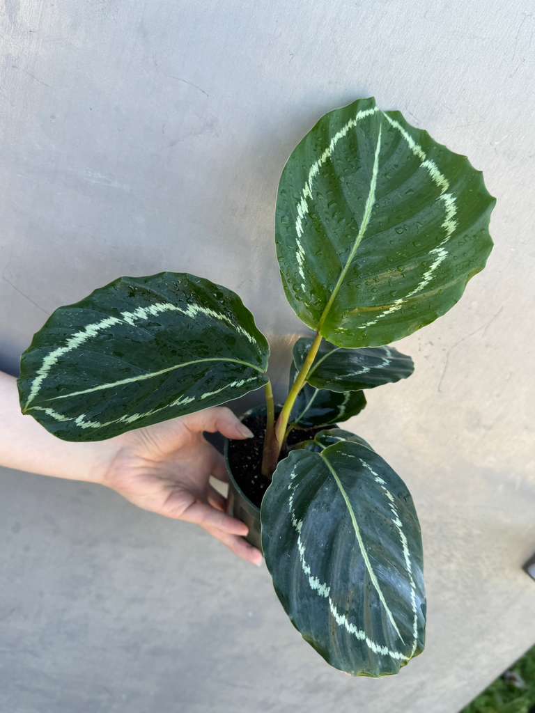 Calathea Green Lipstick in 4" Grow Pot – Live Air Purifying Houseplant – Easy Care & Low Maintenance Indoor Plant – Decorative Foliage Houseplant