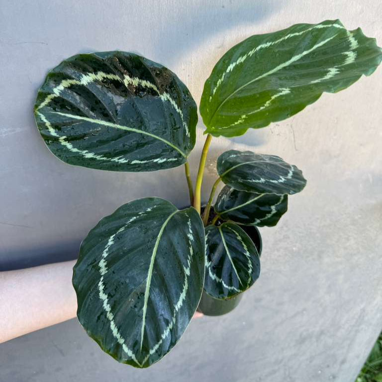 Calathea Green Lipstick in 4" Grow Pot – Live Air Purifying Houseplant – Easy Care & Low Maintenance Indoor Plant – Decorative Foliage Houseplant