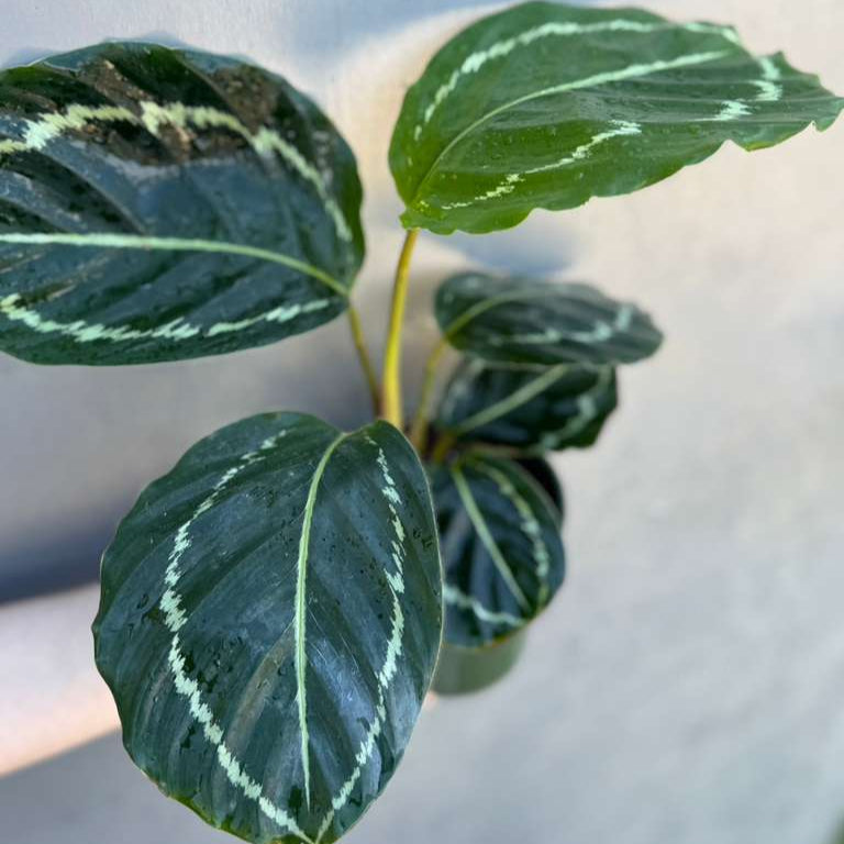 Calathea Green Lipstick in 4" Grow Pot – Live Air Purifying Houseplant – Easy Care & Low Maintenance Indoor Plant – Decorative Foliage Houseplant