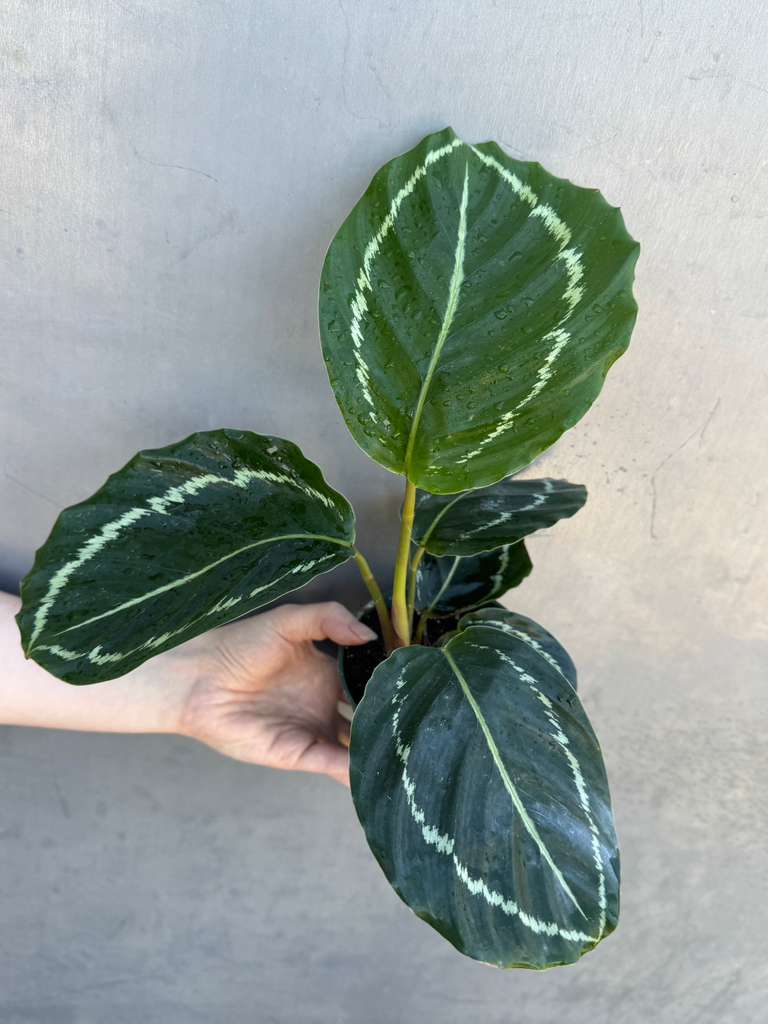 Calathea Green Lipstick in 4" Grow Pot – Live Air Purifying Houseplant – Easy Care & Low Maintenance Indoor Plant – Decorative Foliage Houseplant
