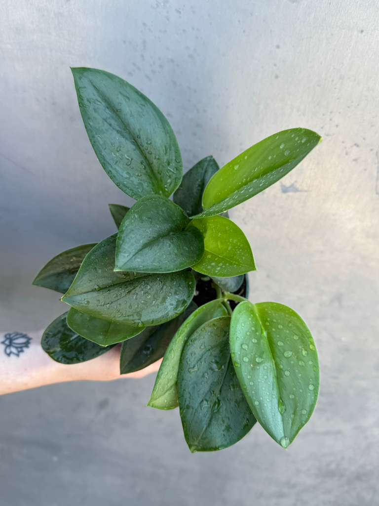 Scindapsus Treubii ‘Moonlight’ in 4" Grow Pot – Rare Silver-Green Vining Houseplant – Air Purifying Plant - Tropical Houseplant- Trailing Houseplant