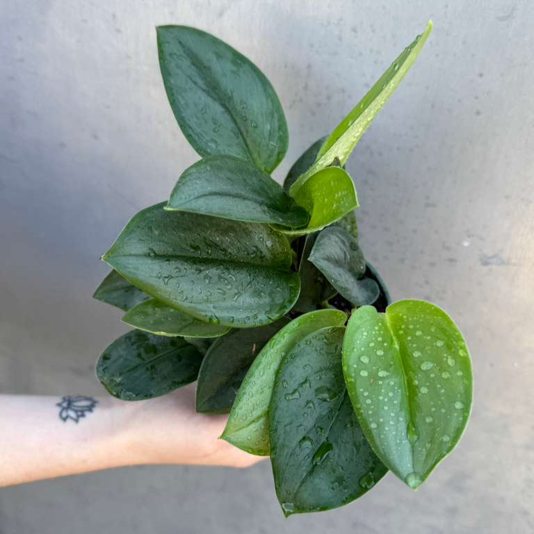 Scindapsus Treubii ‘Moonlight’ in 4" Grow Pot – Rare Silver-Green Vining Houseplant – Air Purifying Plant - Tropical Houseplant- Trailing Houseplant