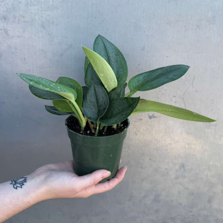 Scindapsus Treubii ‘Moonlight’ in 4" Grow Pot – Rare Silver-Green Vining Houseplant – Air Purifying Plant - Tropical Houseplant- Trailing Houseplant