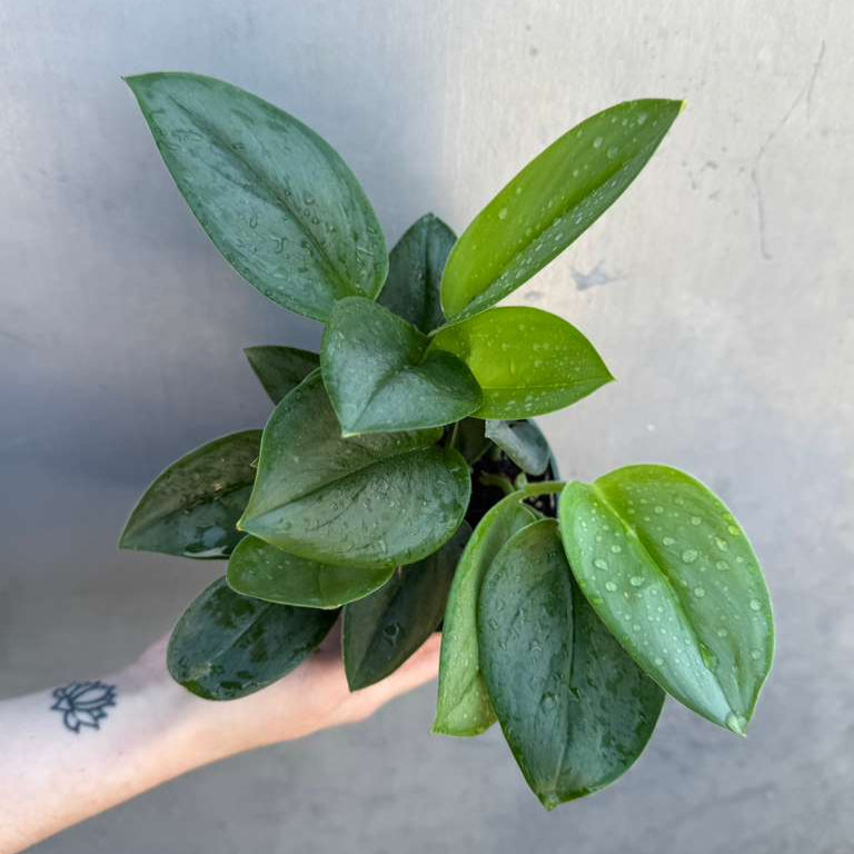 Scindapsus Treubii ‘Moonlight’ in 4" Grow Pot – Rare Silver-Green Vining Houseplant – Air Purifying Plant - Tropical Houseplant- Trailing Houseplant