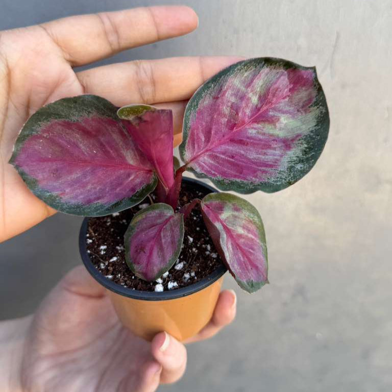 Calathea Roseopicta Rosy in 2" Grow Pot – Live Calathea ‘Peacock’ – Air Purifying Houseplant – Easy Care & Low Maintenance Indoor Plant – Decorative Foliage