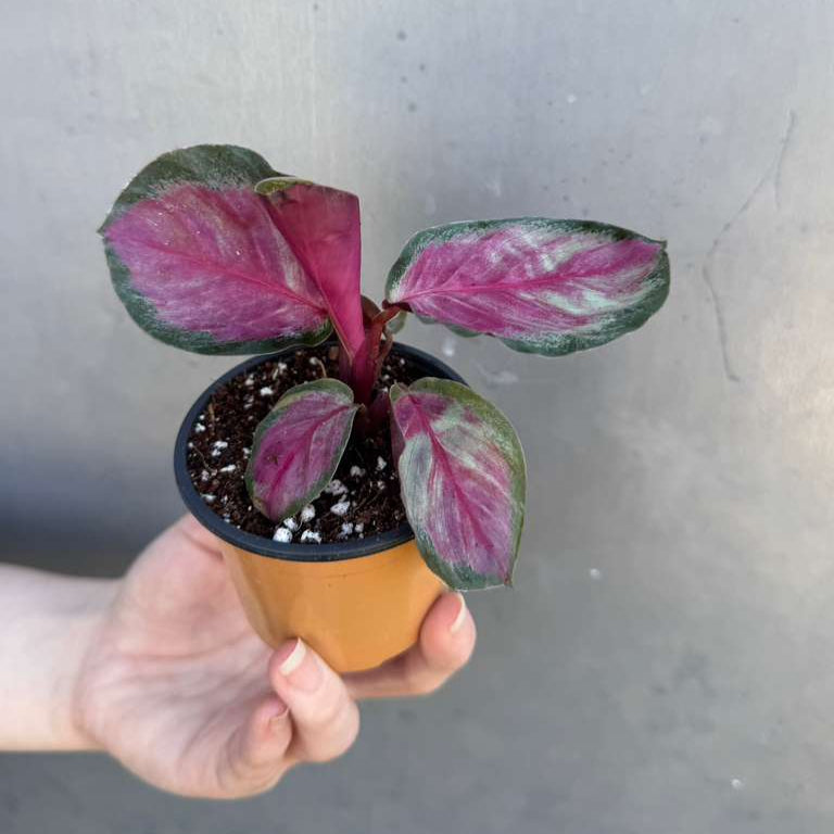 Calathea Roseopicta Rosy in 2" Grow Pot – Live Calathea ‘Peacock’ – Air Purifying Houseplant – Easy Care & Low Maintenance Indoor Plant – Decorative Foliage