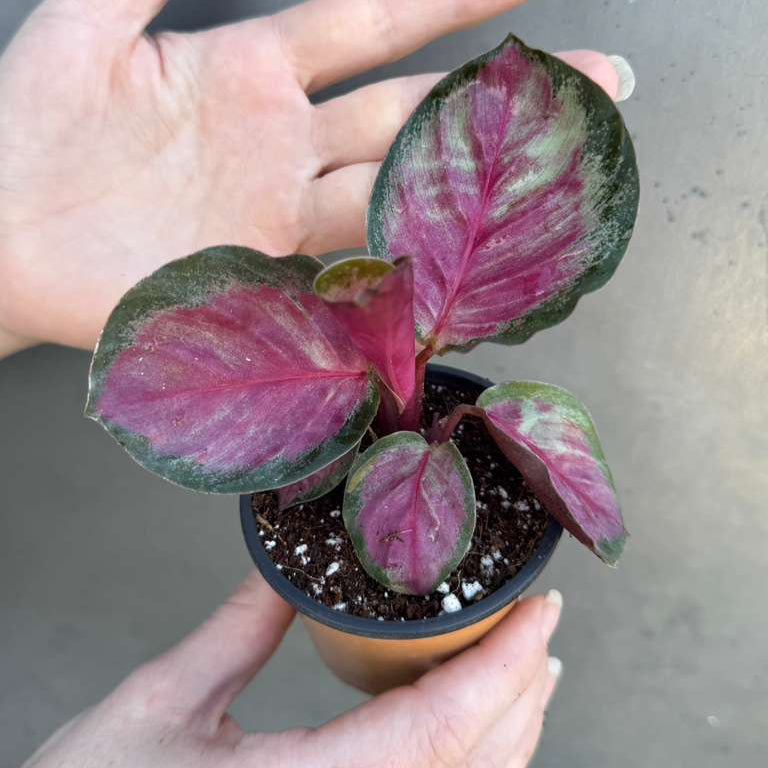 Calathea Roseopicta Rosy in 2" Grow Pot – Live Calathea ‘Peacock’ – Air Purifying Houseplant – Easy Care & Low Maintenance Indoor Plant – Decorative Foliage