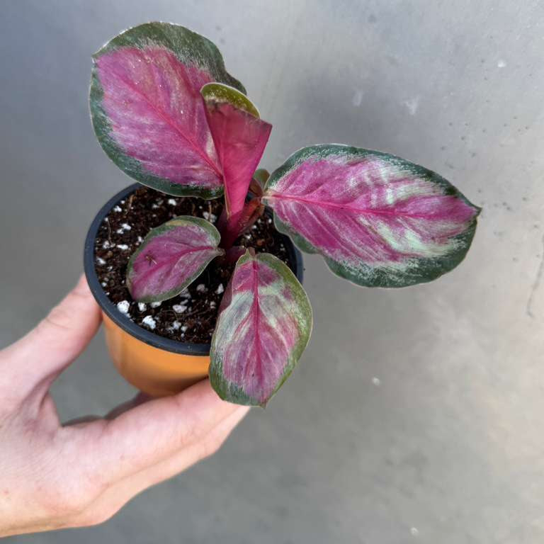 Calathea Roseopicta Rosy in 2" Grow Pot – Live Calathea ‘Peacock’ – Air Purifying Houseplant – Easy Care & Low Maintenance Indoor Plant – Decorative Foliage