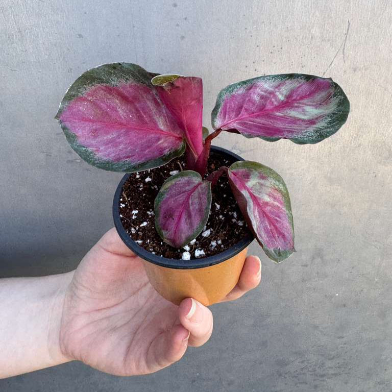 Calathea Roseopicta Rosy in 2" Grow Pot – Live Calathea ‘Peacock’ – Air Purifying Houseplant – Easy Care & Low Maintenance Indoor Plant – Decorative Foliage