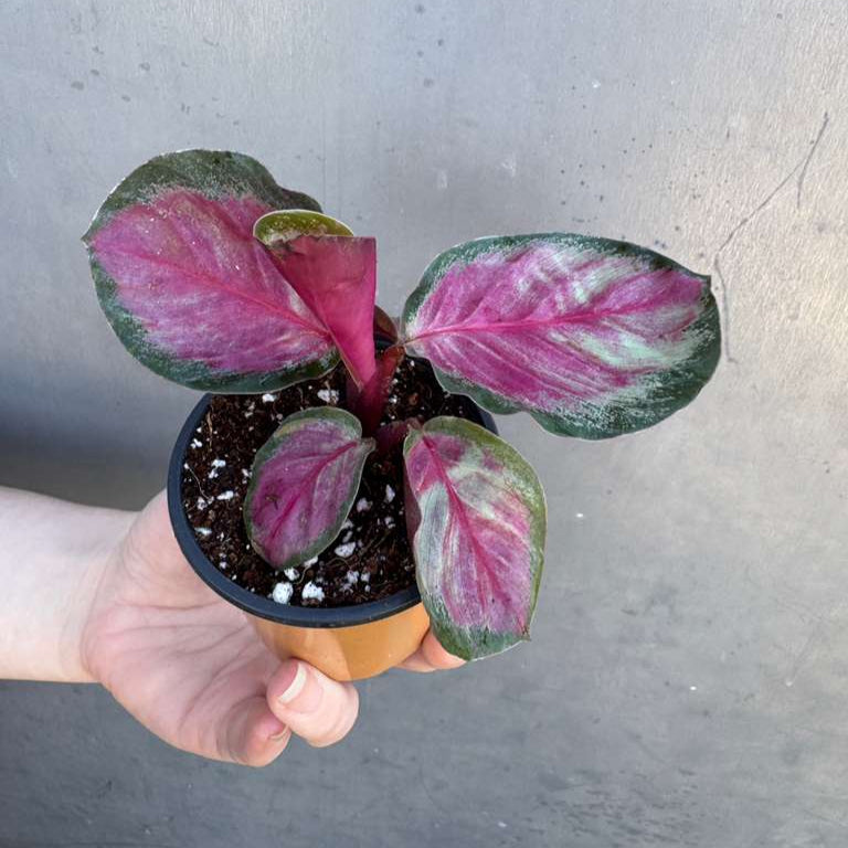 Calathea Roseopicta Rosy in 2" Grow Pot – Live Calathea ‘Peacock’ – Air Purifying Houseplant – Easy Care & Low Maintenance Indoor Plant – Decorative Foliage