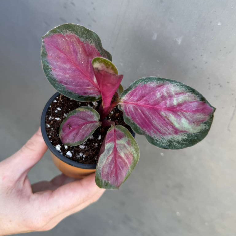 Calathea Roseopicta Rosy in 2" Grow Pot – Live Calathea ‘Peacock’ – Air Purifying Houseplant – Easy Care & Low Maintenance Indoor Plant – Decorative Foliage