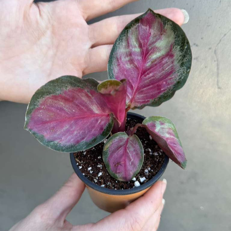 Calathea Roseopicta Rosy in 2" Grow Pot – Live Calathea ‘Peacock’ – Air Purifying Houseplant – Easy Care & Low Maintenance Indoor Plant – Decorative Foliage