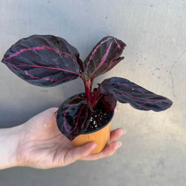 Calathea Roseopicta Dottie in 2" Pot - Calathea Roseopicta - Rose Painted Calathea - Calathea Black Rose Plant