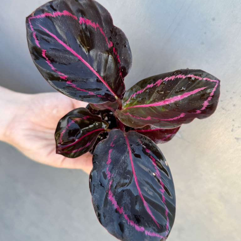 Calathea Roseopicta Dottie in 2" Pot - Calathea Roseopicta - Rose Painted Calathea - Calathea Black Rose Plant