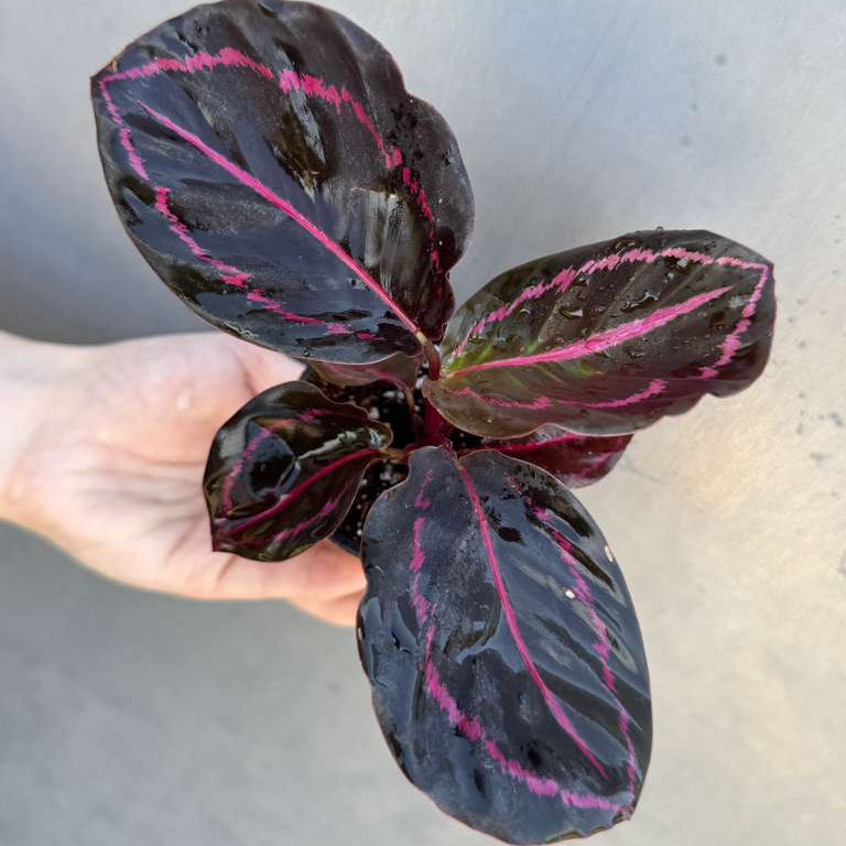 Calathea Roseopicta Dottie in 2" Pot - Calathea Roseopicta - Rose Painted Calathea - Calathea Black Rose Plant