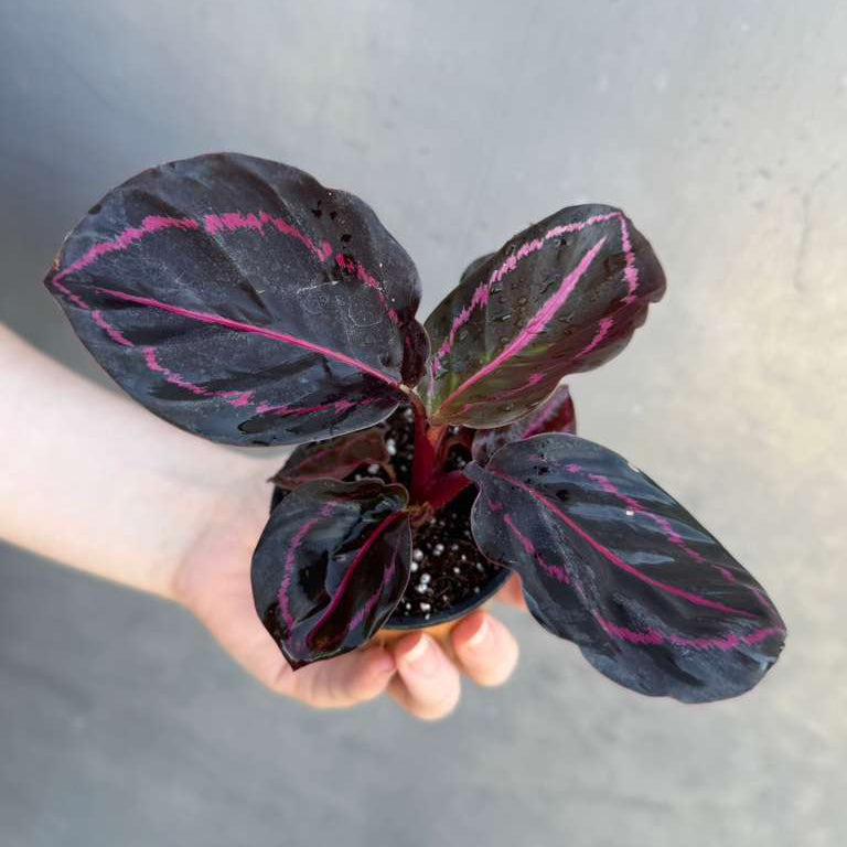 Calathea Roseopicta Dottie in 2" Pot - Calathea Roseopicta - Rose Painted Calathea - Calathea Black Rose Plant