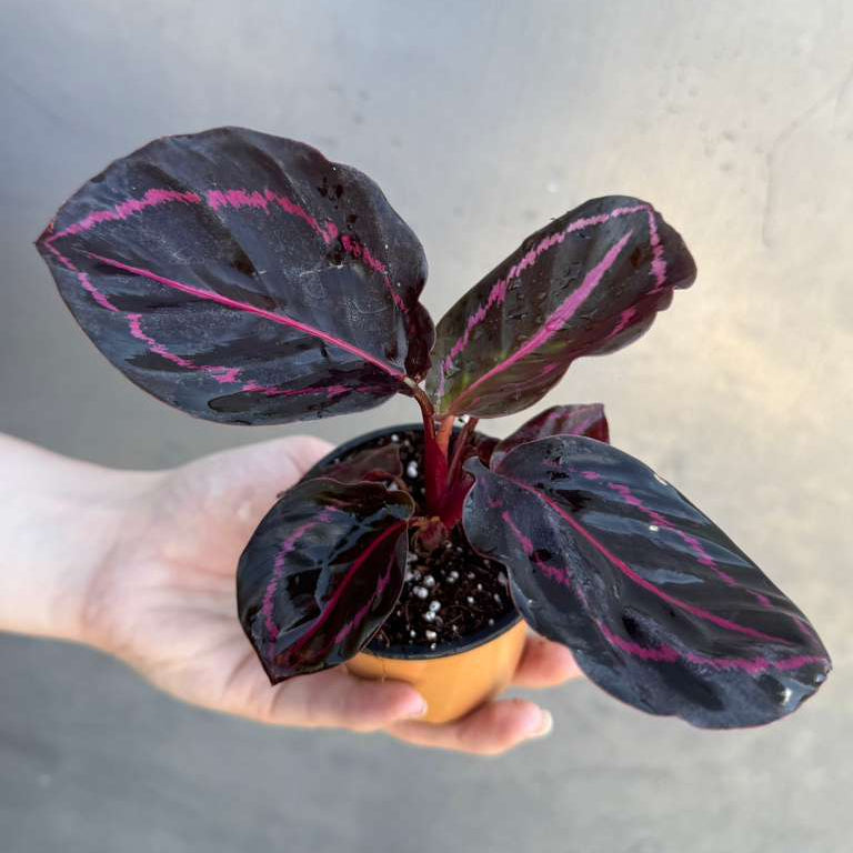Calathea Roseopicta Dottie in 2" Pot - Calathea Roseopicta - Rose Painted Calathea - Calathea Black Rose Plant