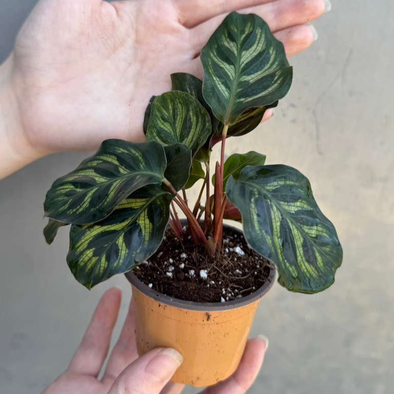Calathea Makoyana in 2" Grow Pot – Calathea Peacock Plant – Easy Care & Air Purifying Indoor Plant – Low Maintenance Indoor Houseplant
